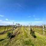 ทำไมในไร่องุ่นถึงนิยมปลูก “ต้นกุหลาบ” ไว้หัวแถว?